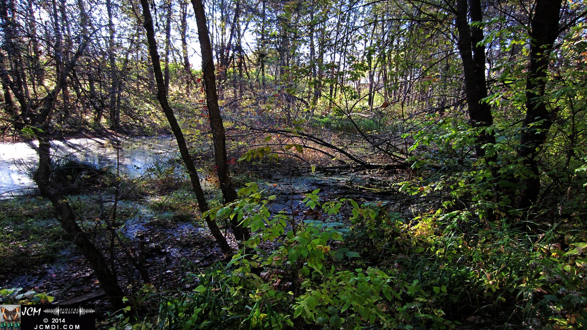 Minnesota marsh in the woods